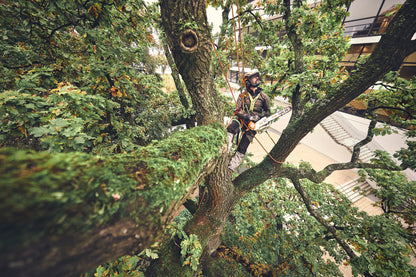 STIHL pilarka do pielęgnacji drzew akumulatorowa MSA 220 T, 30 cm (bez akumulatora i ładowarki) - zdjęcie 6